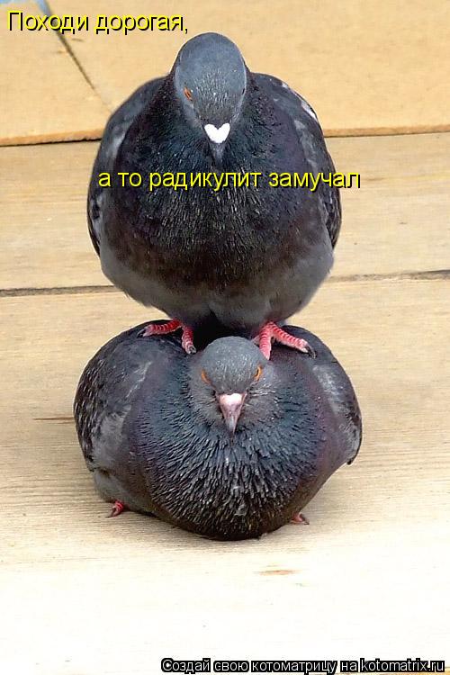 Походи дорогая, а то радикулит замучал... Котоматрица: Походи дорогая, а то радикулит замучал