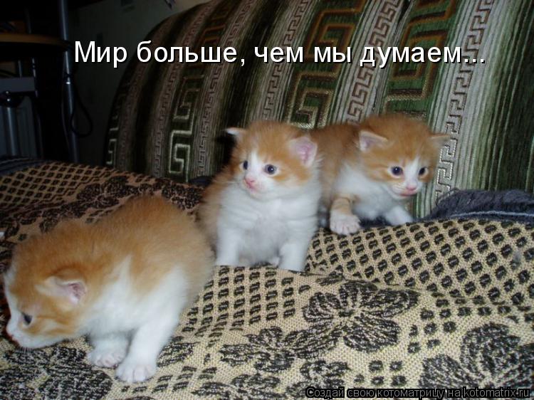 Мир больше, чем мы думаем...... Котоматрица: Мир больше, чем мы думаем...