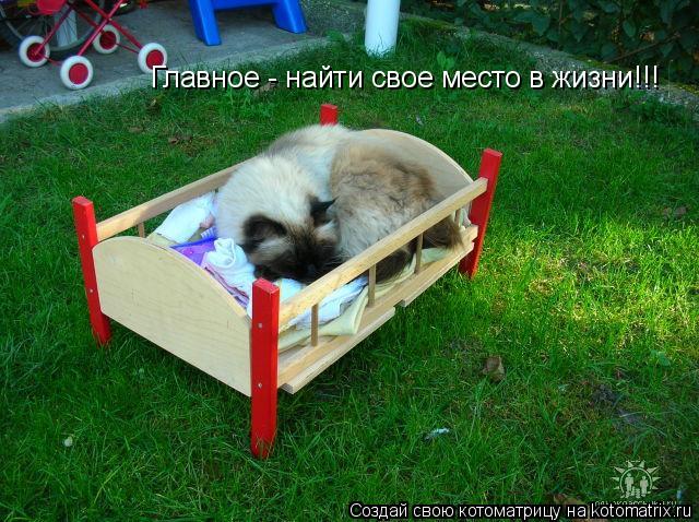 Главное - найти свое место в жизни!!!... Котоматрица: Главное - найти свое место в жизни!!!
