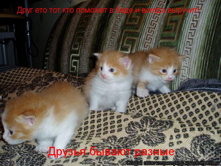 Друг ето тот кто поможет в беде и всегда выручит! Друзья бывают разные... Котоматрица: Друг ето тот кто поможет в беде и всегда выручит! Друзья бывают разные