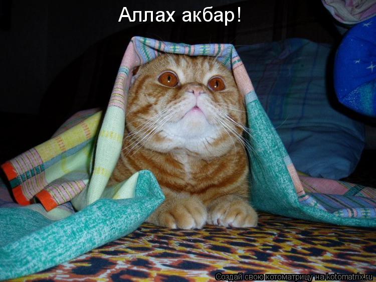 Аллах акбар!... Котоматрица: Аллах акбар!