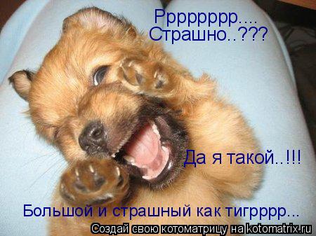Рррррррр.... Страшно..??? Да я такой..!!! Большой и страшный как тигрррр...... Котоматрица: Рррррррр.... Страшно..??? Да я такой..!!! Большой и страшный как тигрррр...