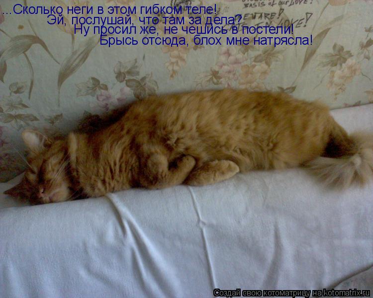 Котоматрица: ...Сколько неги в этом гибком теле! Эй, послушай, что там за дела? Ну просил же, не чешись в постели! Брысь отсюда, блох мне натрясла!