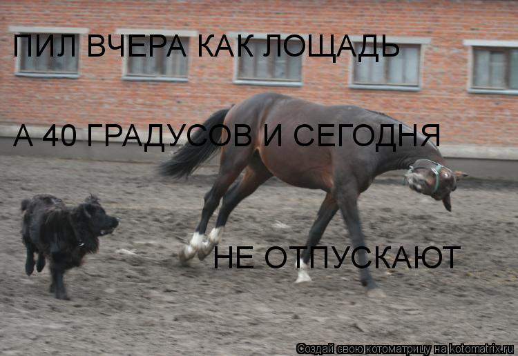 ПИЛ ВЧЕРА КАК ЛОЩАДЬ А 40 ГРАДУСОВ И СЕГОДНЯ НЕ ОТПУСКАЮТ... Котоматрица: ПИЛ ВЧЕРА КАК ЛОЩАДЬ А 40 ГРАДУСОВ И СЕГОДНЯ НЕ ОТПУСКАЮТ