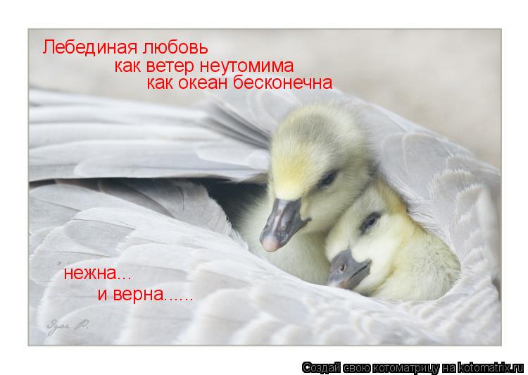 Лебединая любовь как ветер неутомима как океан бесконечна нежна... и верна......... Котоматрица: Лебединая любовь как ветер неутомима как океан бесконечна нежна... и верна......