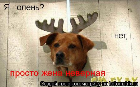 Я - олень? нет нет, просто жена неверная... Котоматрица: Я - олень? нет нет, просто жена неверная