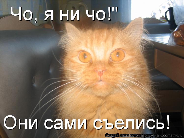 Чо, я ни чо!" Они сами съелись!... Котоматрица: Чо, я ни чо!" Они сами съелись!