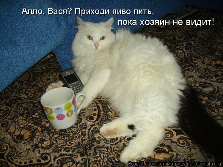 Алло, Вася? Приходи пиво пить, пока хозяин не видит!... Котоматрица: Алло, Вася? Приходи пиво пить, пока хозяин не видит!