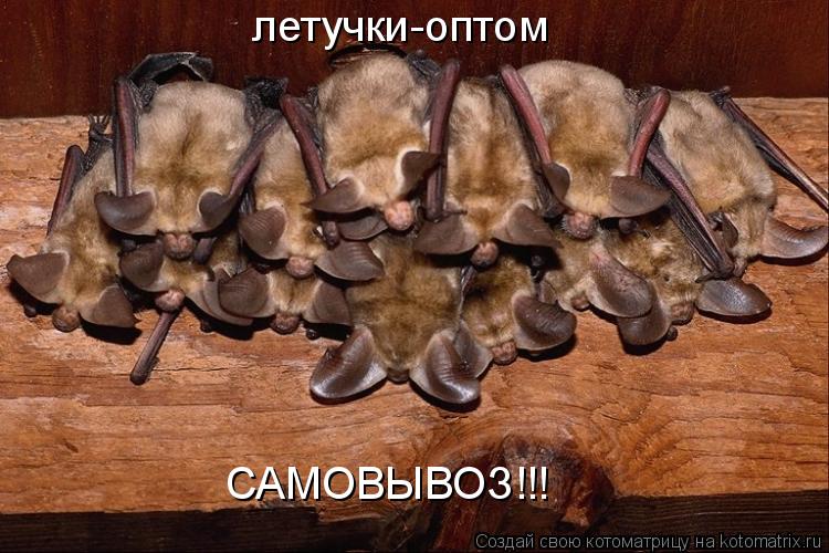 летучки-оптом САМОВЫВОЗ!!!... Котоматрица: летучки-оптом САМОВЫВОЗ!!!