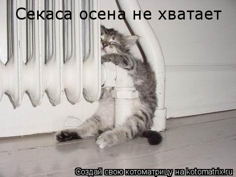 Секаса осена не хватает... Котоматрица: Секаса осена не хватает