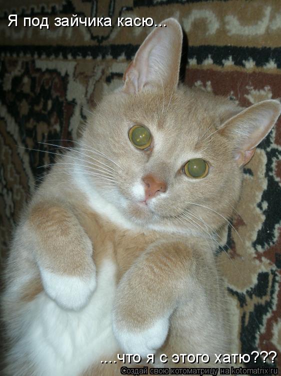 Я под зайчика касю... ....что я с этого хатю???... Котоматрица: Я под зайчика касю... ....что я с этого хатю???