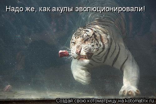 Надо же, как акулы эволюционировали!... Котоматрица: Надо же, как акулы эволюционировали!