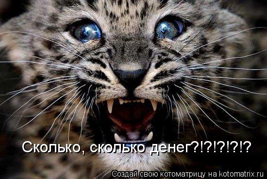 Сколько, сколько денег?!?!?!?!?... Котоматрица: Сколько, сколько денег?!?!?!?!?
