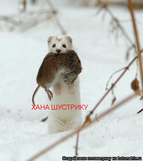 ХАНА ШУСТРИКУ... Котоматрица: ХАНА ШУСТРИКУ