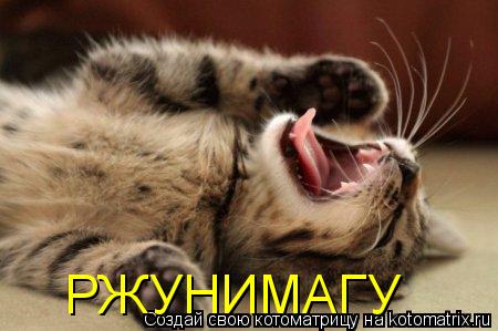 РЖУНИМАГУ... Котоматрица: РЖУНИМАГУ