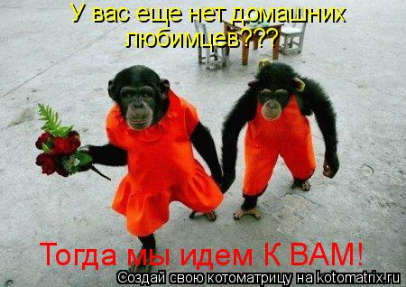 У вас еще нет домашних любимцев??? Тогда мы идем К ВАМ!... Котоматрица: У вас еще нет домашних любимцев??? Тогда мы идем К ВАМ!