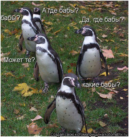 А где бабы? Да, где бабы? бабы? какие бабы? Может те?... Котоматрица: А где бабы? Да, где бабы? бабы? какие бабы? Может те?