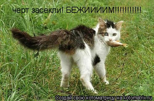 черт засекли! БЕЖИИИИМ!!!!!!!!!!!... Котоматрица: черт засекли! БЕЖИИИИМ!!!!!!!!!!!