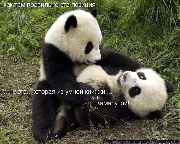 как там правильно эта позиция ... ...ну эта...которая из умной книжки.... ...Камасутри!... Котоматрица: как там правильно эта позиция ... ...ну эта...которая из умной книжки.... ...Камасутри!