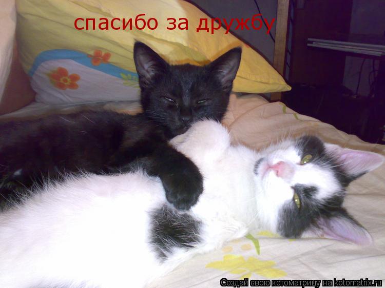 спасибо за дружбу... Котоматрица: спасибо за дружбу