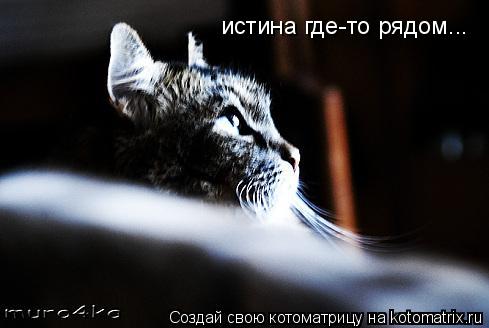 истина где-то рядом...... Котоматрица: истина где-то рядом...