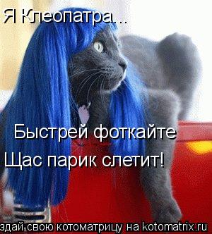 Котоматрица: Быстрей фоткайте Я Клеопатра... Щас парик слетит!