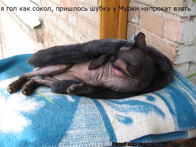 я гол как сокол, пришлось шубку у Мурки напрокат взять... Котоматрица: я гол как сокол, пришлось шубку у Мурки напрокат взять