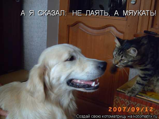 А Я СКАЗАЛ: НЕ ЛАЯТЬ, А МЯУКАТЬ! А Я СКАЗАЛ: НЕ ЛАЯТЬ, А МЯУКАТЬ!... Котоматрица: А Я СКАЗАЛ: НЕ ЛАЯТЬ, А МЯУКАТЬ! А Я СКАЗАЛ: НЕ ЛАЯТЬ, А МЯУКАТЬ!