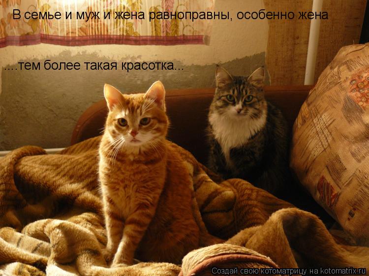 Котоматрица: В семье и муж и жена равноправны, особенно жена ....тем более такая красотка...