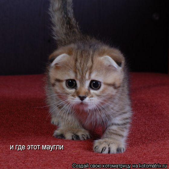 и где этот маугли... Котоматрица: и где этот маугли