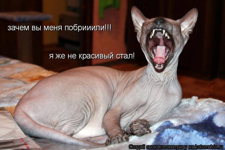 зачем вы меня побрииили!!! я же не красивый стал!... Котоматрица: зачем вы меня побрииили!!! я же не красивый стал!