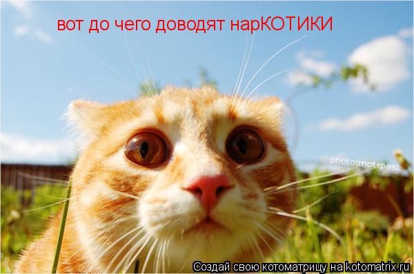 вот до чего доводят нарКОТИКИ... Котоматрица: вот до чего доводят нарКОТИКИ