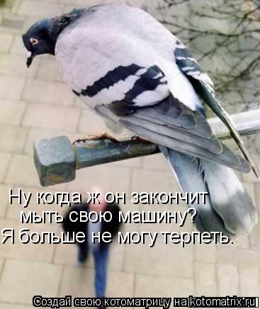 Ну когда ж он закончит мыть свою машину? Я больше не могу терпеть.... Котоматрица: Ну когда ж он закончит мыть свою машину? Я больше не могу терпеть.