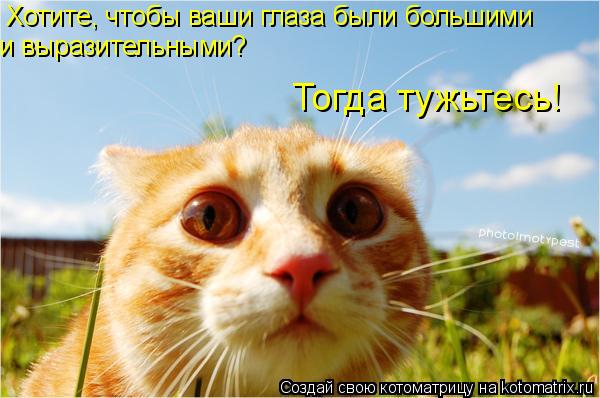 Хотите, чтобы ваши глаза были большими и выразительными? Тогда тужьтесь!... Котоматрица: Хотите, чтобы ваши глаза были большими и выразительными? Тогда тужьтесь!