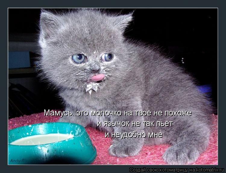Мамусь..это молочко на твоё не похоже и язычок не так пьёт и неудобно мне... Котоматрица: Мамусь..это молочко на твоё не похоже и язычок не так пьёт и неудобно мне