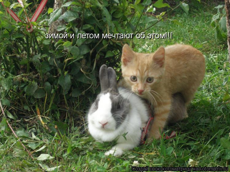 зимой и летом мечтают об этом!!!... Котоматрица: зимой и летом мечтают об этом!!!
