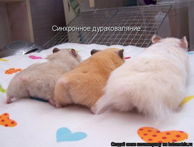 Синхронное дураковаляние...... Котоматрица: Синхронное дураковаляние...