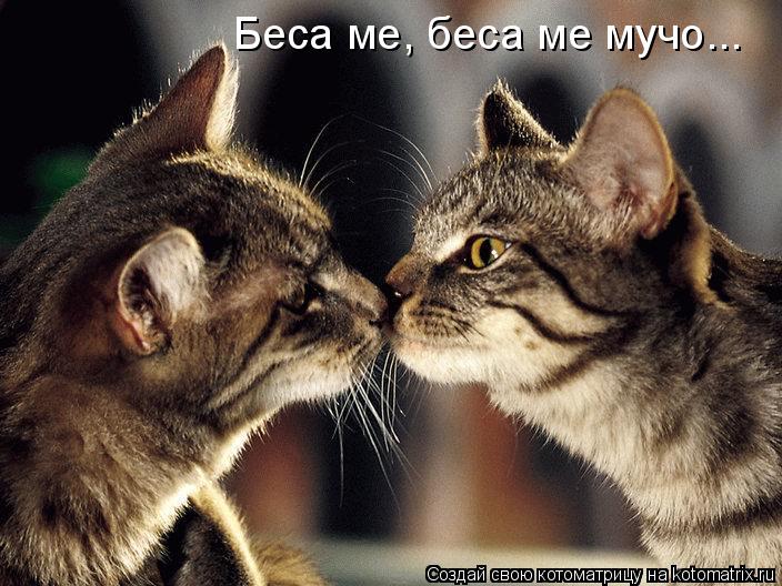 Беса ме, беса ме мучо Беса ме, беса ме мучо...... Котоматрица: Беса ме, беса ме мучо Беса ме, беса ме мучо...