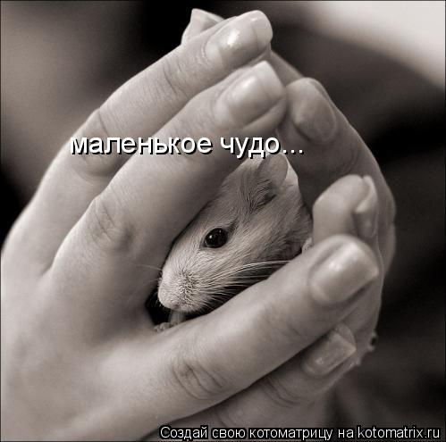 маленькое чудо...... Котоматрица: маленькое чудо...