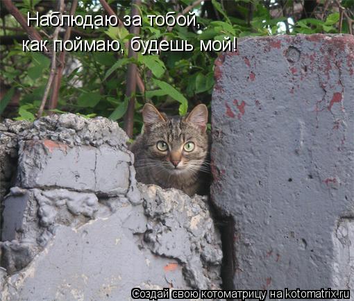 Наблюдаю за тобой, как поймаю, будешь мой!... Котоматрица: Наблюдаю за тобой, как поймаю, будешь мой!