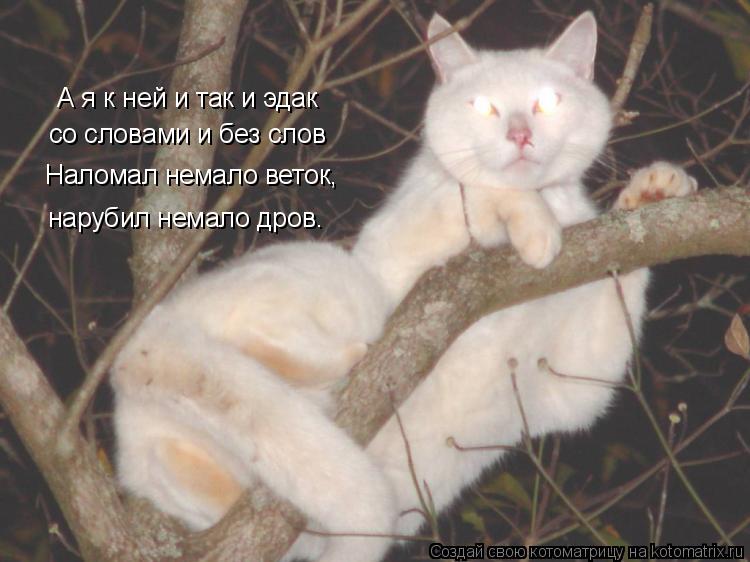 А я к ней и так и эдак со словами и без слов Наломал немало веток, нарубил немало дров.... Котоматрица: А я к ней и так и эдак со словами и без слов Наломал немало веток, нарубил немало дров.