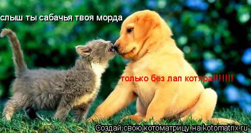 слыш ты сабачья твоя морда только без лап котяра!!!!!!!... Котоматрица: слыш ты сабачья твоя морда только без лап котяра!!!!!!!