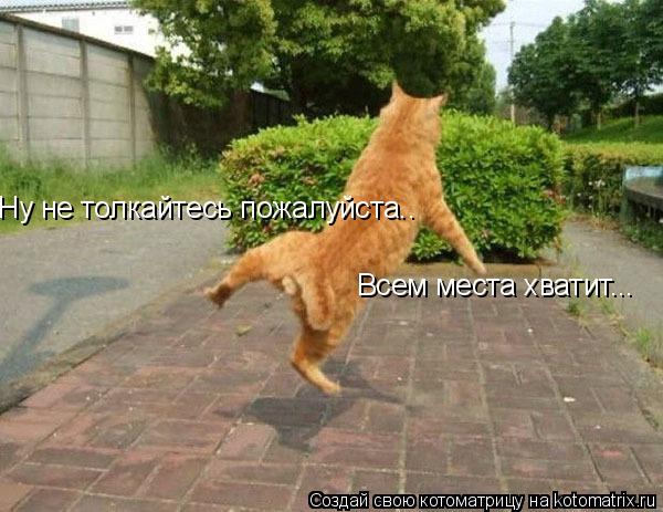 Ну не толкайтесь пожалуйста.. Всем места хватит...... Котоматрица: Ну не толкайтесь пожалуйста.. Всем места хватит...