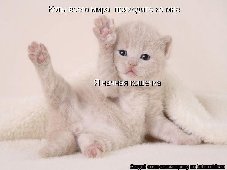 Я начная кошечка Коты всего мира приходите ко мне... Котоматрица: Я начная кошечка Коты всего мира приходите ко мне