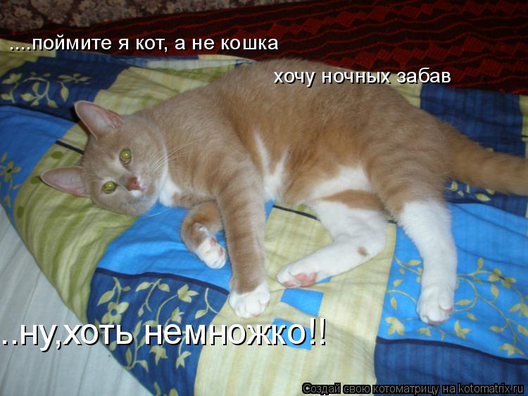 ....поймите я кот, а не кошка хочу ночных забав ..ну,хоть немножко!!... Котоматрица: ....поймите я кот, а не кошка хочу ночных забав ..ну,хоть немножко!!