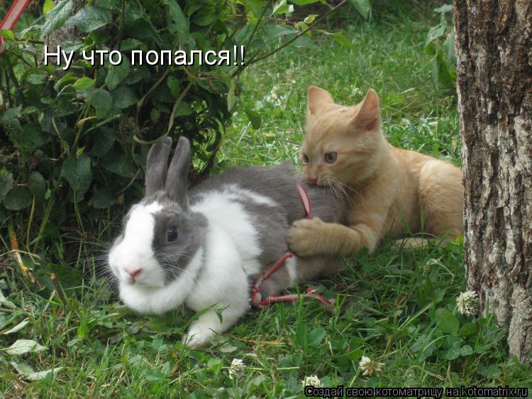 Ну что попался!!... Котоматрица: Ну что попался!!