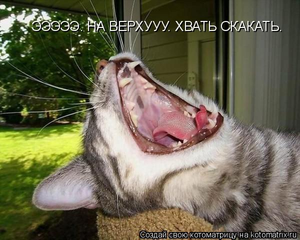ЭЭЭЭЭ. НА ВЕРХУУУ. ХВАТЬ СКАКАТЬ.... Котоматрица: ЭЭЭЭЭ. НА ВЕРХУУУ. ХВАТЬ СКАКАТЬ.