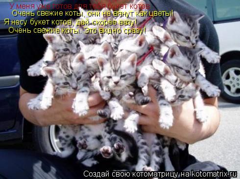 У меня уже готов для тебя букет котов Очень свежие коты, они не вянут как цветы! Я несу букет котов, ... Котоматрица: У меня уже готов для тебя букет котов Очень свежие коты, они не вянут как цветы! Я несу букет котов, дай скорее вазу! Очень свежие коты. Это ви