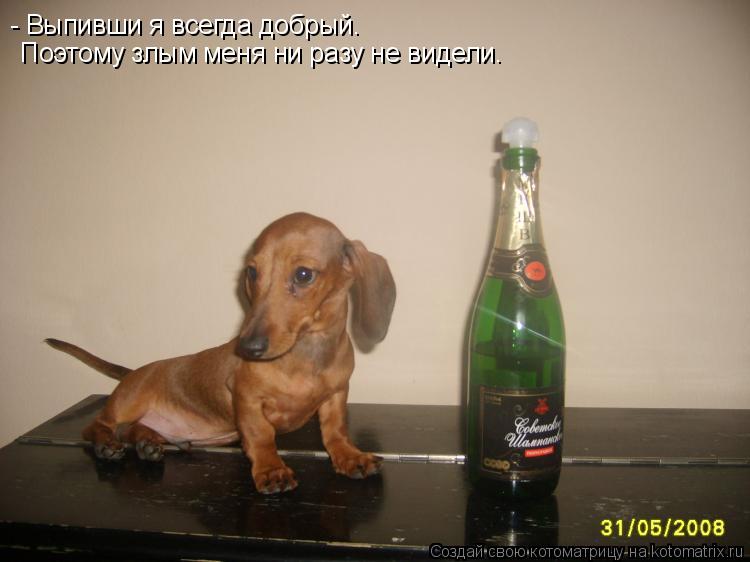- Выпивши я всегда добрый. Поэтому злым меня ни разу не видели.... Котоматрица: - Выпивши я всегда добрый. Поэтому злым меня ни разу не видели.
