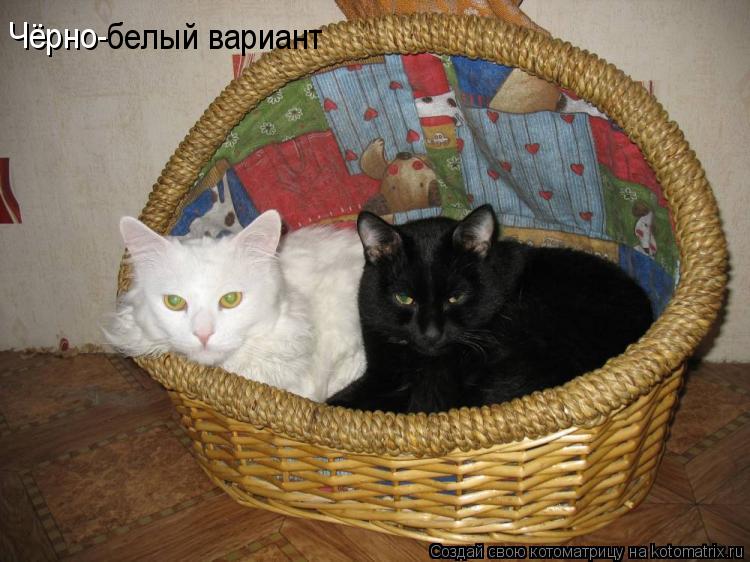 Чёрно- белый вариант... Котоматрица: Чёрно- белый вариант